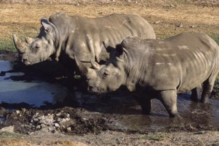 White rhinoceroses under threat for their horn