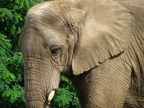 Asian elephant
