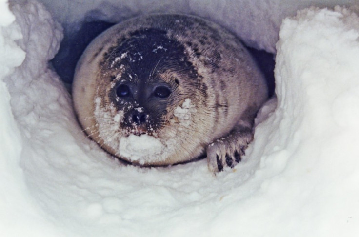 Ringed seal