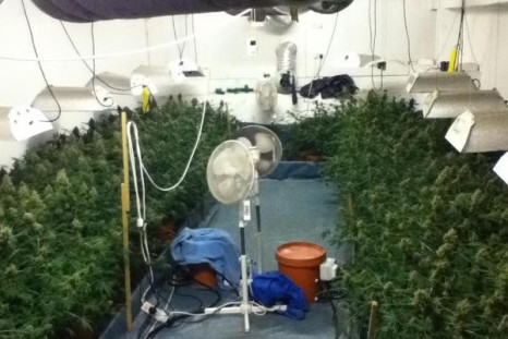 Cannabis Factory