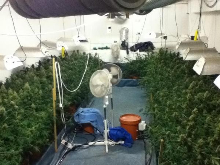 Cannabis Factory