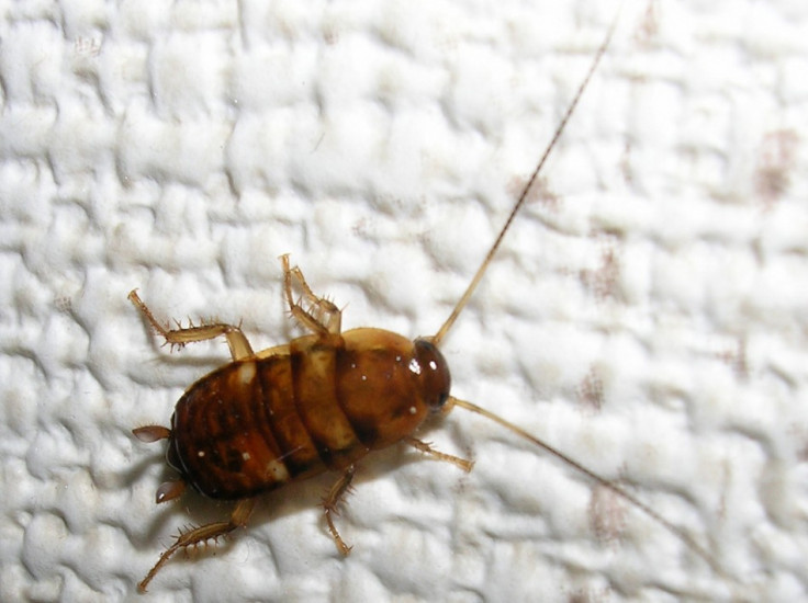 cockroach