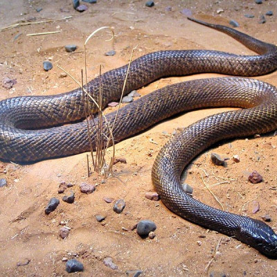 Deadly snake bites Aussie teen, police investigates
