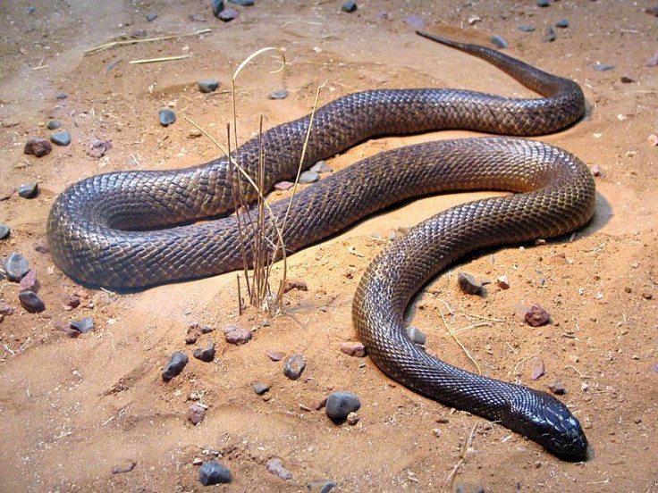 Deadly snake bites Aussie teen, police investigates