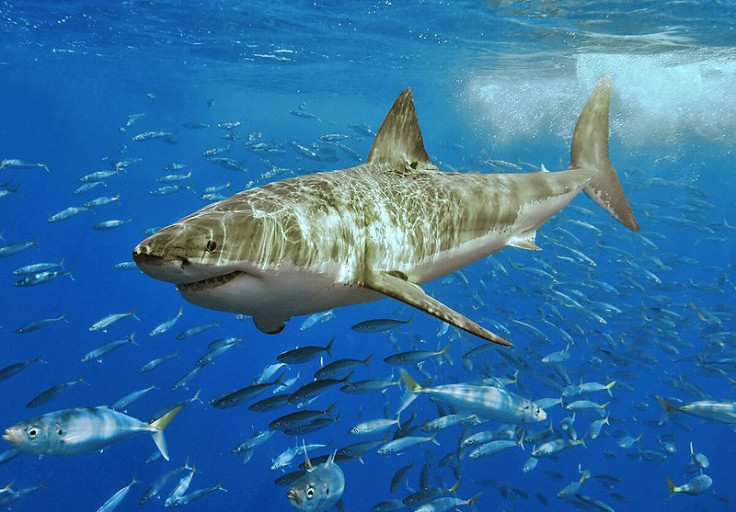 Great white