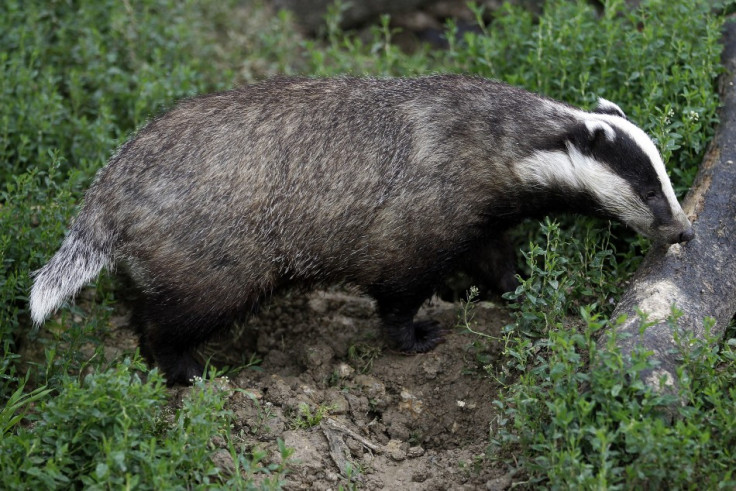 UK badger cull