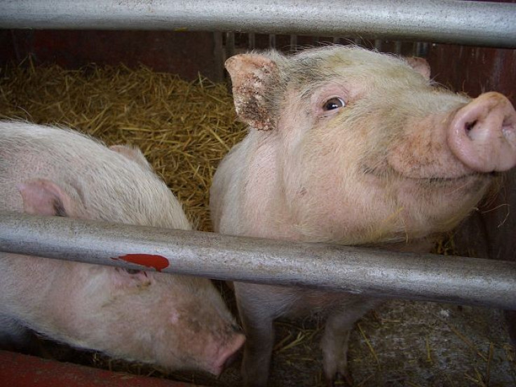 Oregon farmer eaten by his own pigs