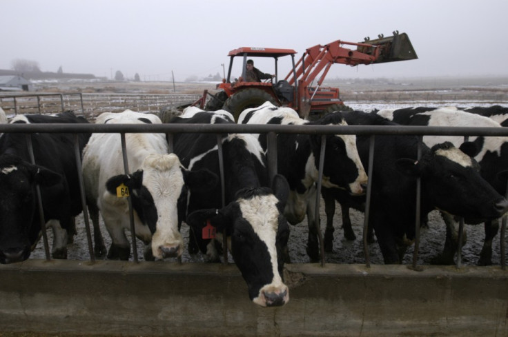 Cow created to produce hypo-allergenic milk