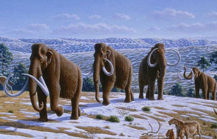 Woolly Mammoth