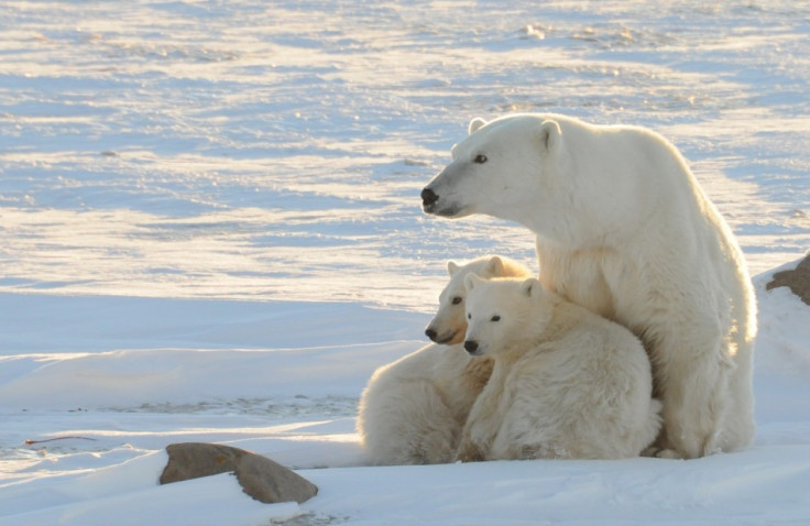 Media in US and UK gives prominence to climate change sceptics.