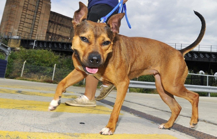 Two Staffordshire bull terriers were put down after regularly being injected with heroin (Reuters)