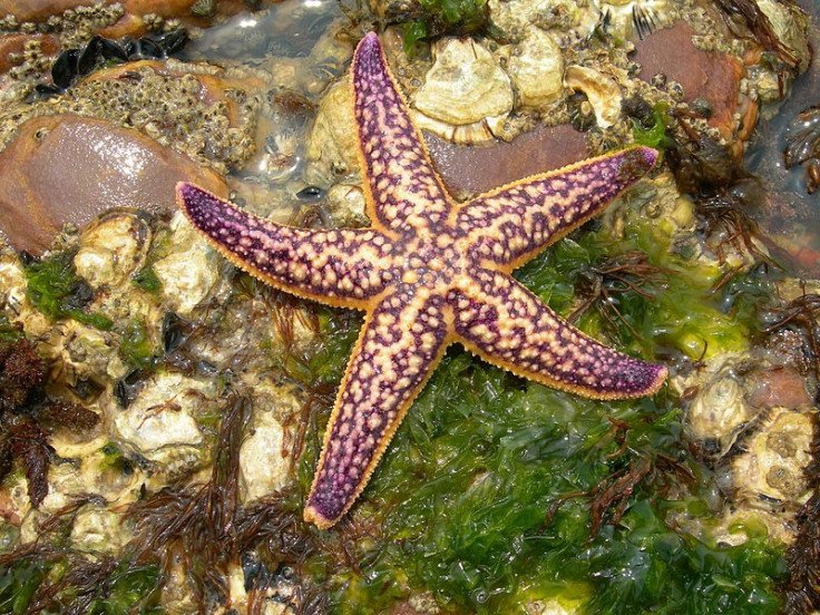 Northern Pacific seastar