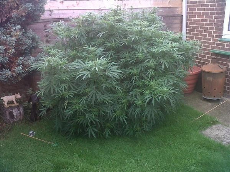 Pot plant in garden
