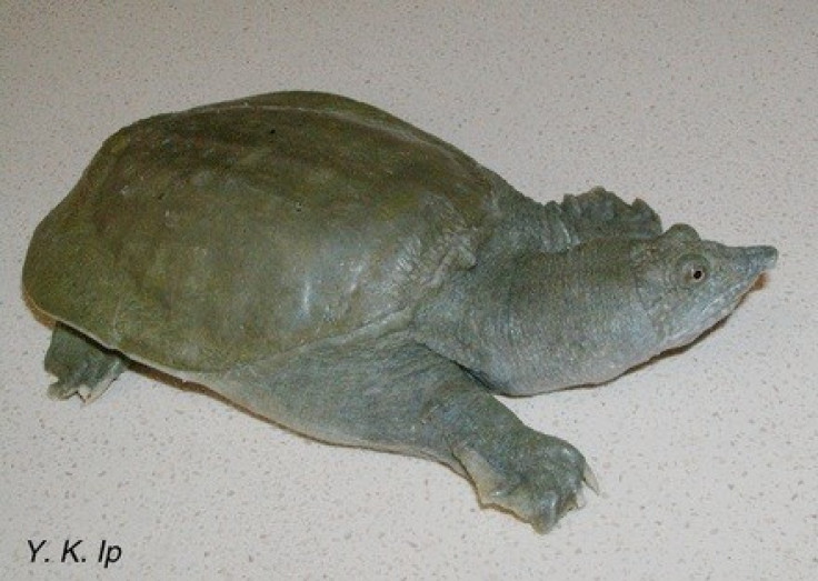 Chinese Soft Shelled Turtle