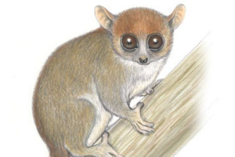 Madame Berthe’s Mouse Lemur (Microcebus berthae) Madagascar (Photo: Conservation International Stephen Nash)
