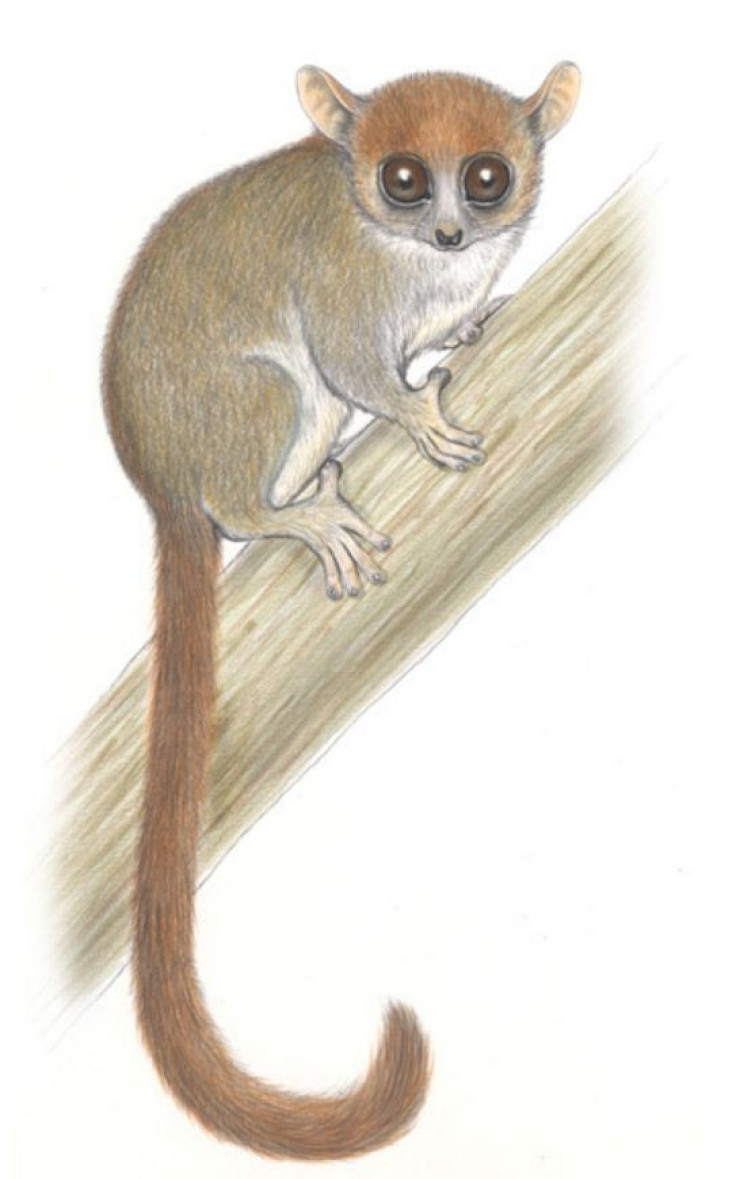 Madame Berthe’s Mouse Lemur (Microcebus berthae) Madagascar (Photo: Conservation International Stephen Nash)