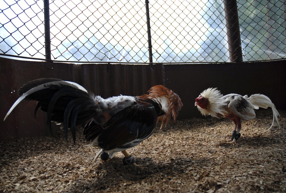 Cock-fighting Cock-fighting
