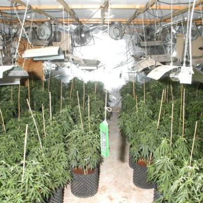 The couple were growing large quantities of cannabis from their farmhouse (Lincolnshire Police)