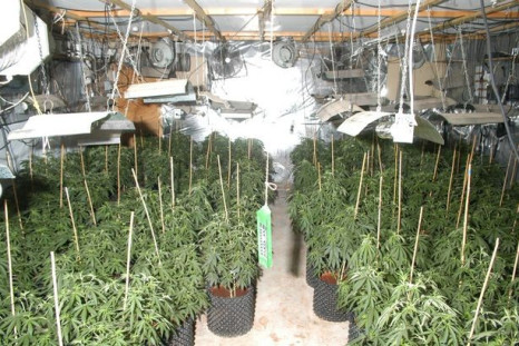 The couple were growing large quantities of cannabis from their farmhouse (Lincolnshire Police)