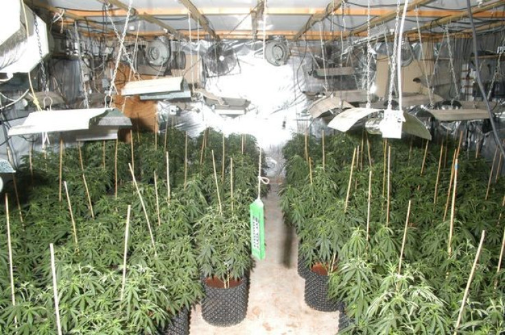 The couple were growing large quantities of cannabis from their farmhouse (Lincolnshire Police)
