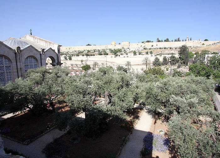 Olive trees at Garden of Gethsemane in Jerusalem