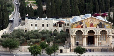 Olive trees at Garden of Gethsemane in Jerusalem