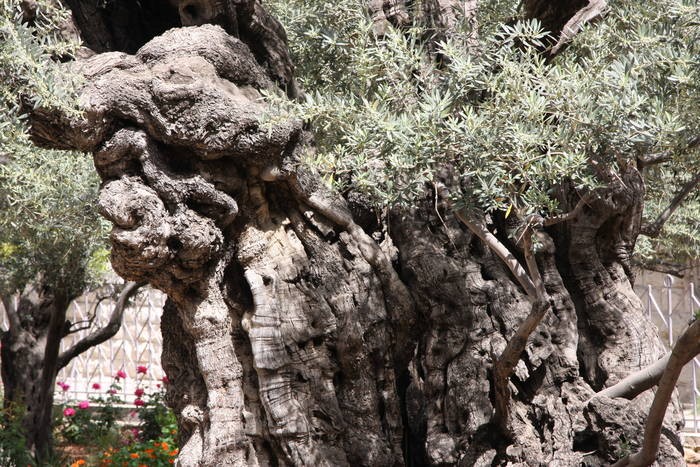 Olive trees at Garden of Gethsemane in Jerusalem