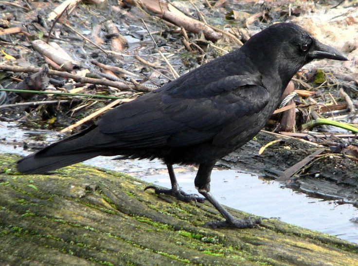 Crow