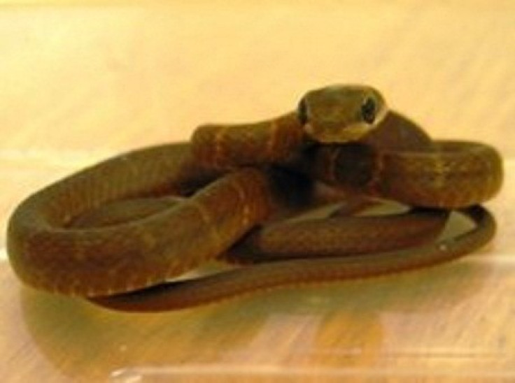 The snake was discovered on a plane after flying from Cancun, Mexico. (Scottish SPCA)