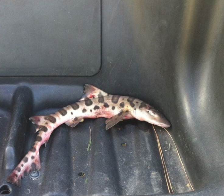 The leopard shark, which fell from sky onto the golf course of San Juan Hills Golf Club. (Photo: www.sanjuanhillsgolf.com)