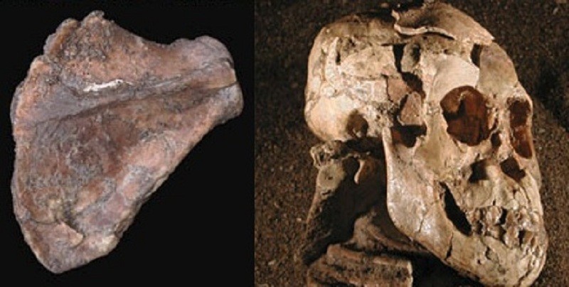 Missing Link Ethiopian Fossil Selam Shows Early Humans Climbed Trees