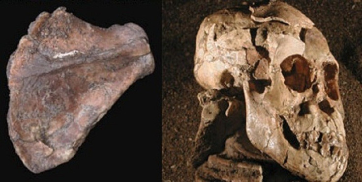 Selam fossil shows human evolution