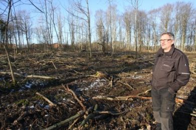 Denmark ash trees killed