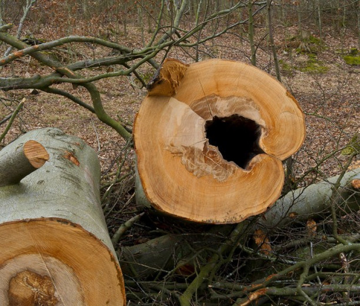 Ash trees in Denmark killed