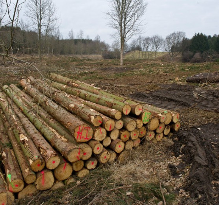 Ash trees killed in Denmark
