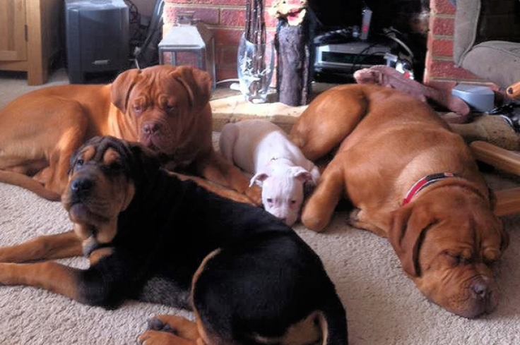 The dogs belonged to the 71-year-old's daughter Beverley (Facebook)