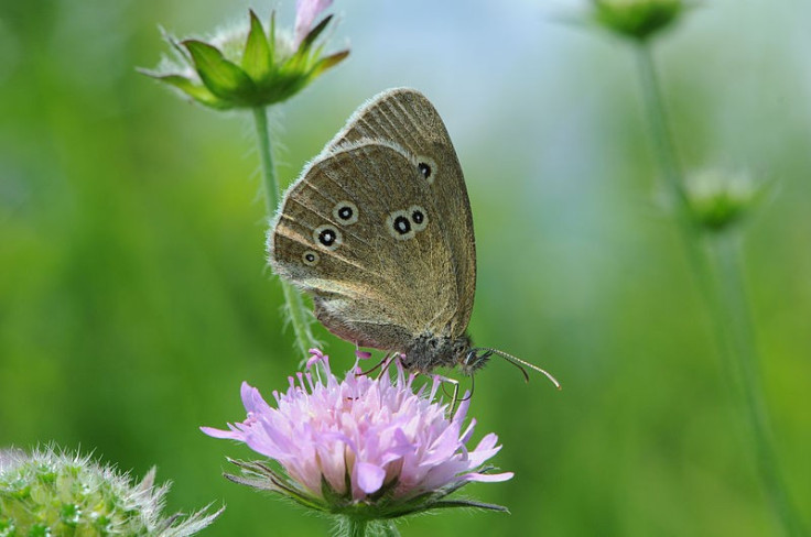 Ringlet (Aphantopus hyperantus)