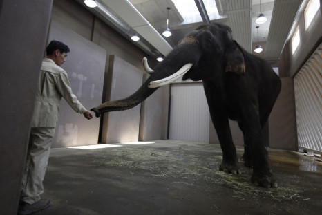 Zookeeper Kim feeds Asian elephant Koshik at South Korea's largest amusement park Everland in Yongin