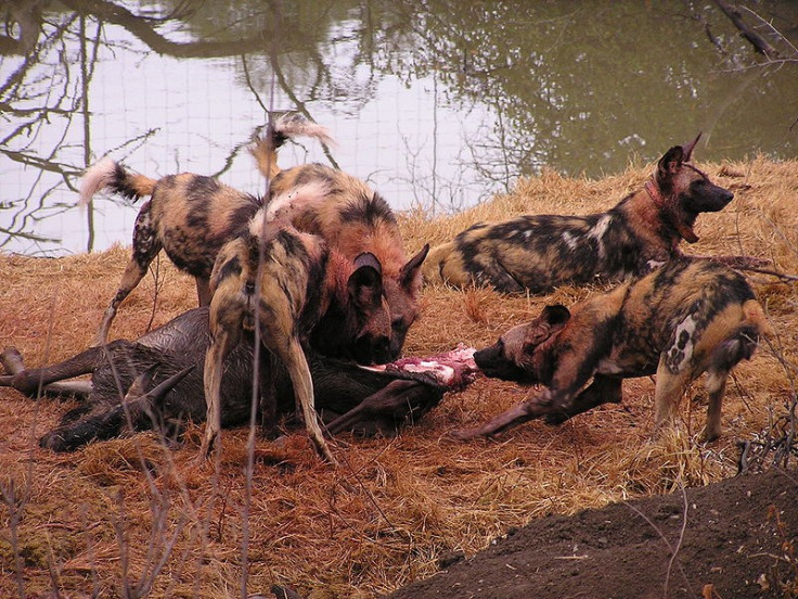 African painted dogs