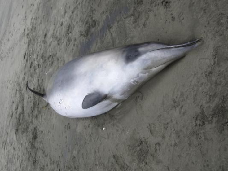 Spade-toothed beaked whale