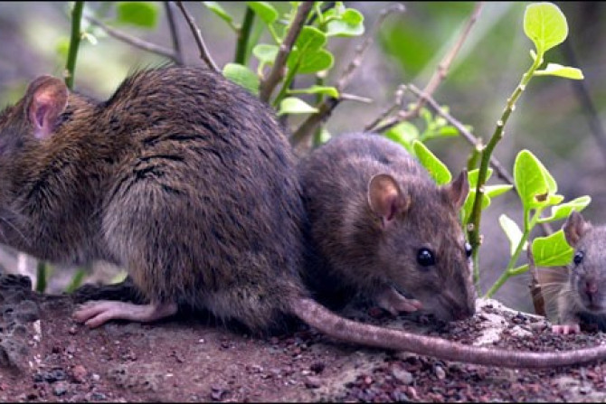 Invasive species of rats on Galapagos Islands (Photo: Galapagos National Park)
