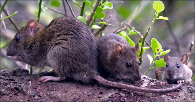 Invasive Rats In Florida 180 Million Rats on Galapagos Islands to be Killed