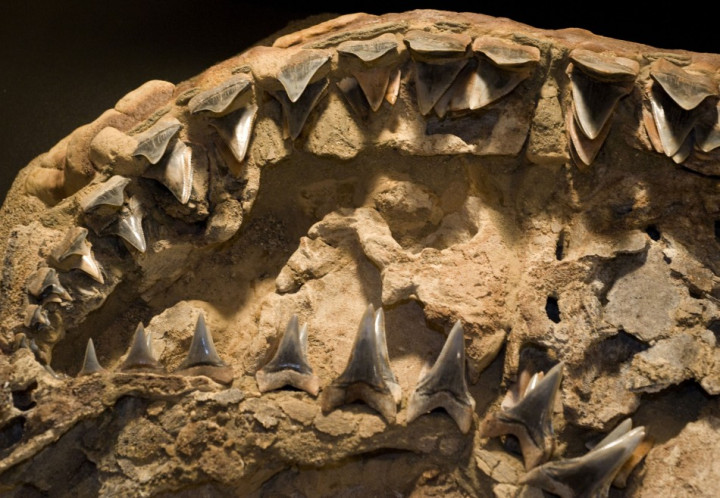 Fossil of 4.5-million-year-old white shark Fossil of 4.5-million-year-old white shark