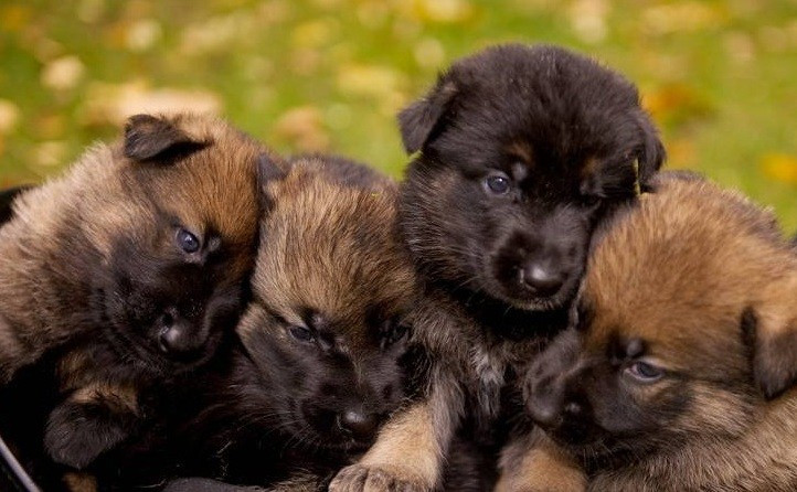 german shepherd puppies