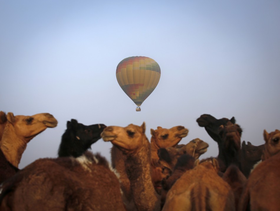 A hot air balloon carrying tourists flies over camels for sale at Pushkar Fair in the desert Indian state of Rajasthan
