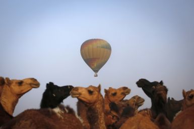 A hot air balloon carrying tourists flies over camels for sale at Pushkar Fair in the desert Indian state of Rajasthan