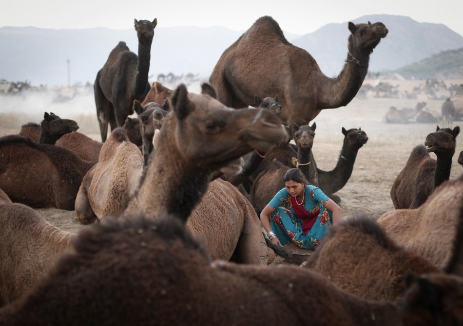 A woman sits among camels as she collects material to make a bonfire at Pushkar Fair in the desert Indian state of Rajasthan