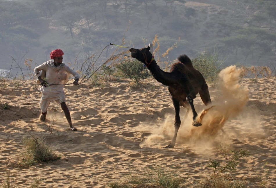A camel herder attempts to control one of his camels at Pushkar Fair in the desert Indian state of Rajasthan