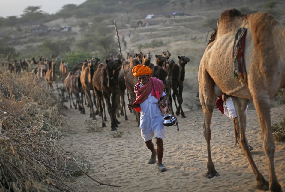 A camel herder walks his camels at Pushkar Fair in the desert Indian state of Rajasthan
