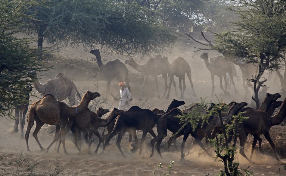 Camels run as they arrive with their herders at the Pushkar Fair in the desert Indian state of Rajasthan